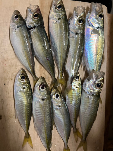 アジの釣果