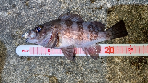 シロメバルの釣果