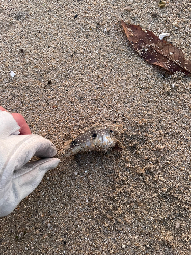 クサフグの釣果