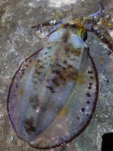 アオリイカの釣果