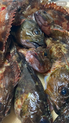 カサゴの釣果