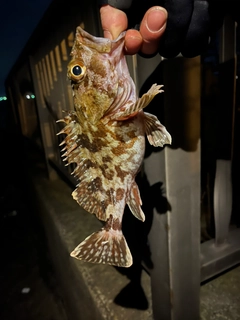 カサゴの釣果