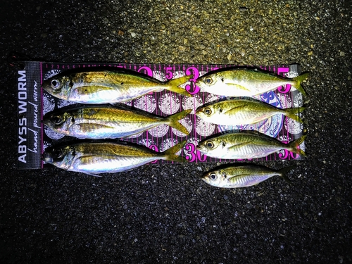 アジの釣果