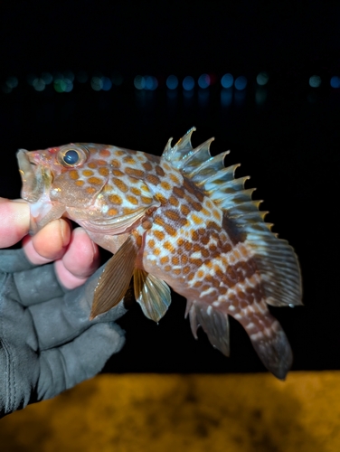 アコウの釣果