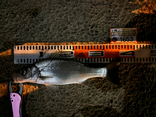 シーバスの釣果