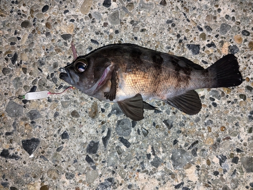 メバルの釣果