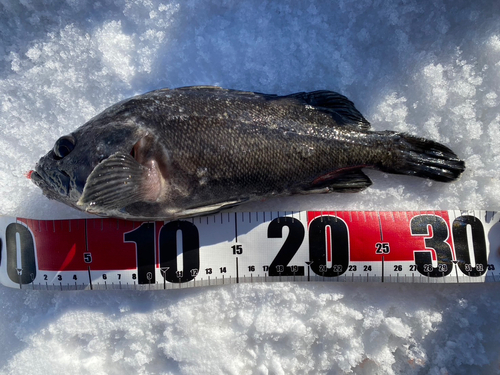 ソイの釣果