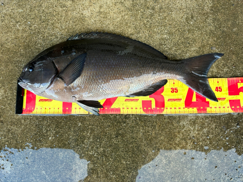 オナガグレの釣果