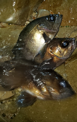 メバルの釣果