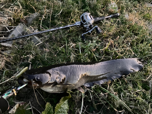 ニホンナマズの釣果