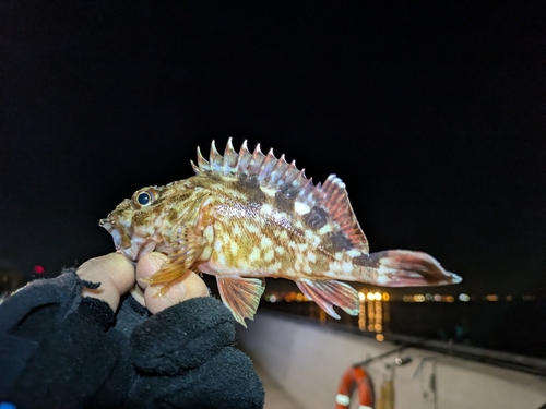 カサゴの釣果