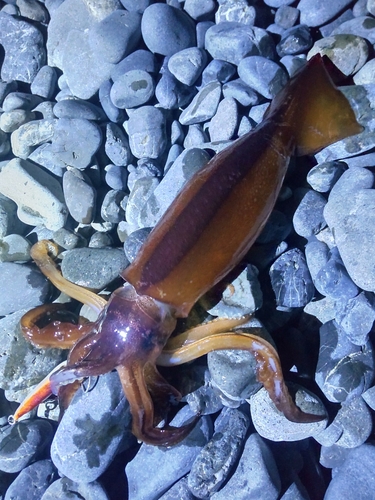 スルメイカの釣果