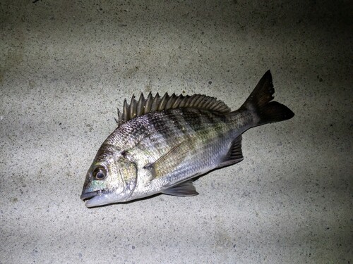 クロダイの釣果