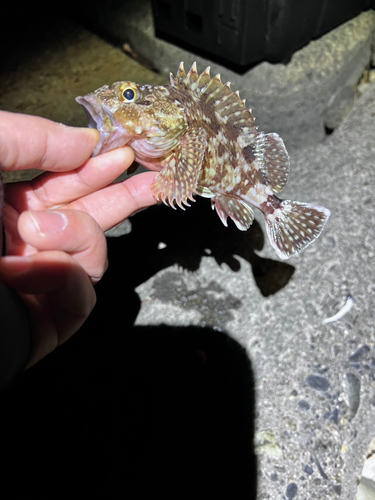 カサゴの釣果