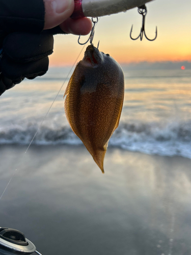 シタビラメの釣果