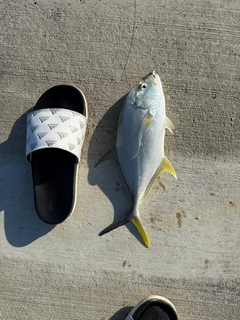 オニヒラアジの釣果