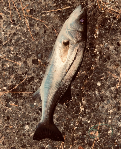 セイゴ（マルスズキ）の釣果