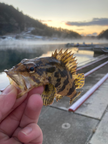 タケノコメバルの釣果