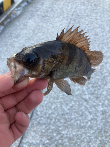 メバルの釣果