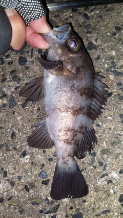 メバルの釣果