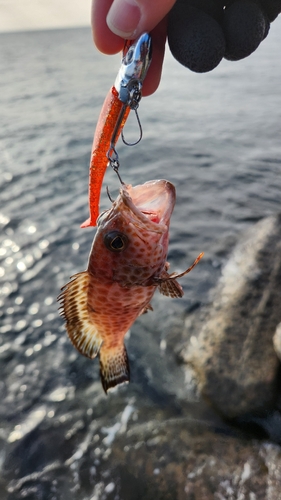 オオモンハタの釣果