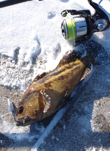 シマソイの釣果