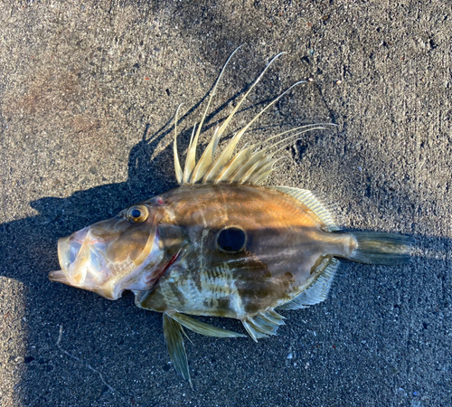 マトウダイの釣果