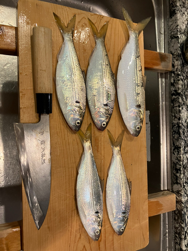 コノシロの釣果