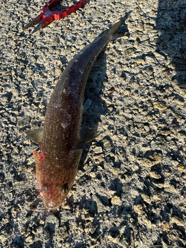 エソの釣果