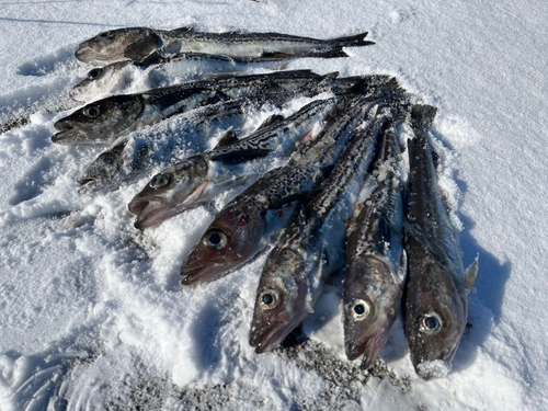 スケトウダラの釣果