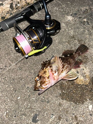 カサゴの釣果