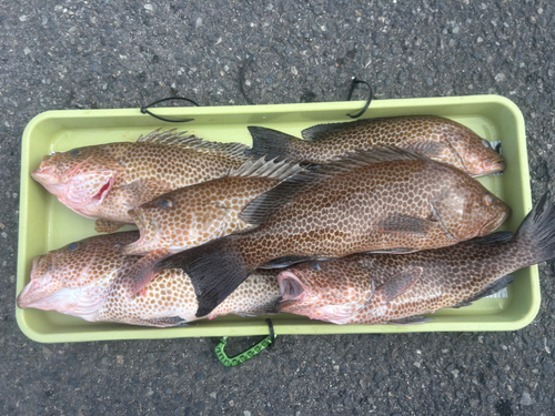 オオモンハタの釣果