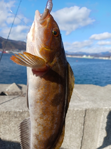 アイナメの釣果