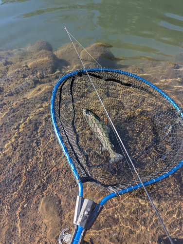 ニジマスの釣果