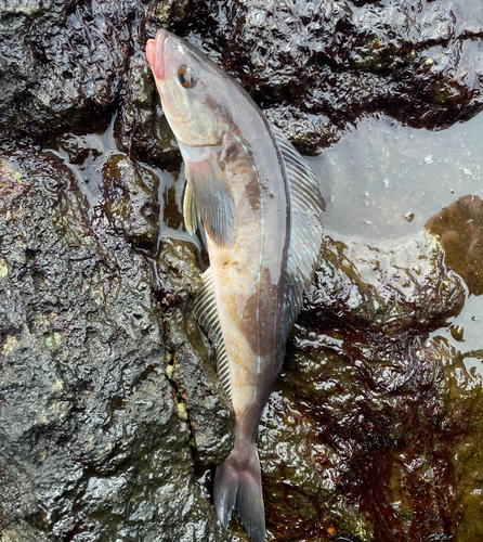 ホッケの釣果