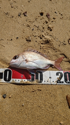 タイの釣果