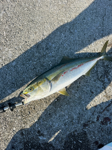 ハマチの釣果