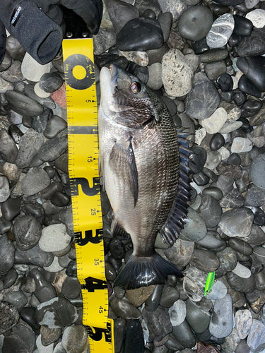 チヌの釣果