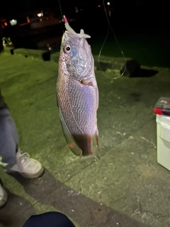 イシモチの釣果