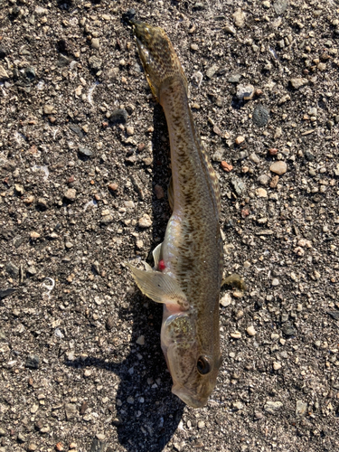 ハゼの釣果