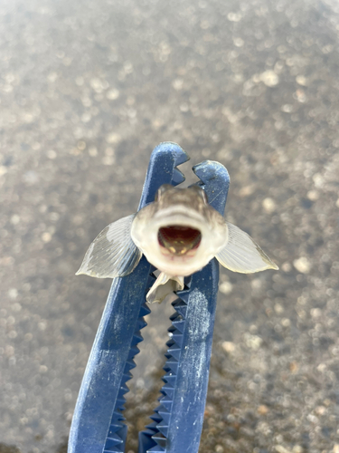 ハゼの釣果