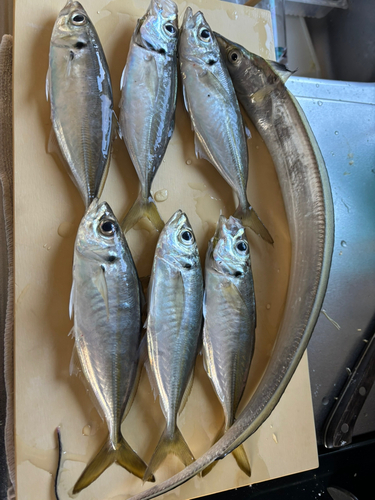 アジの釣果