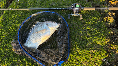 キチヌの釣果