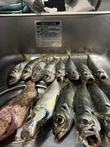 アジの釣果