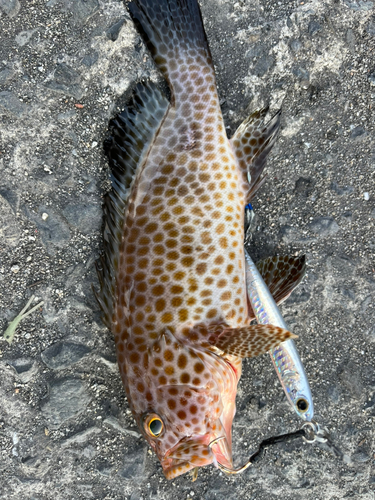 オオモンハタの釣果