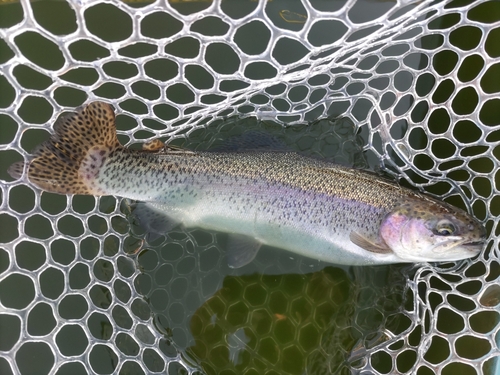 ニジマスの釣果