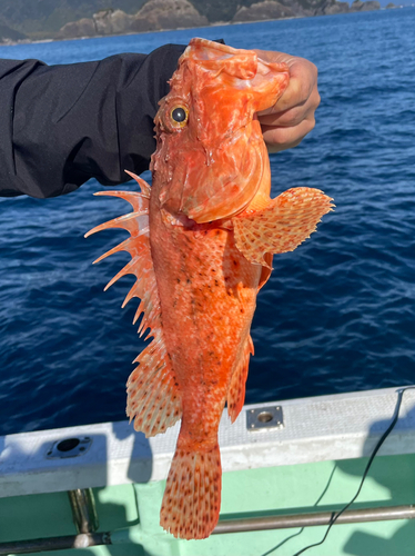 イズカサゴの釣果