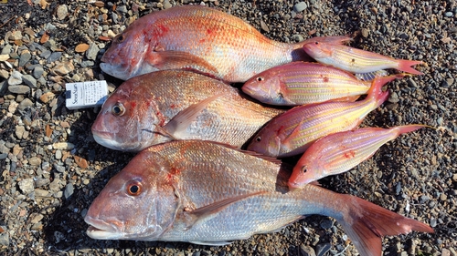 マダイの釣果