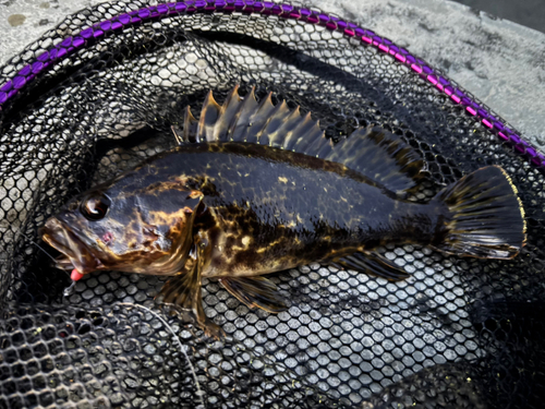 ベッコウゾイの釣果