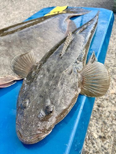 マゴチの釣果